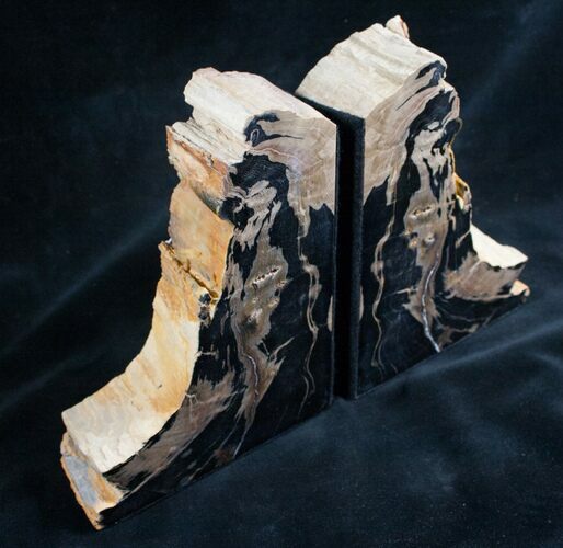 Wyoming Petrified Beech Wood Bookends - Tall #7612